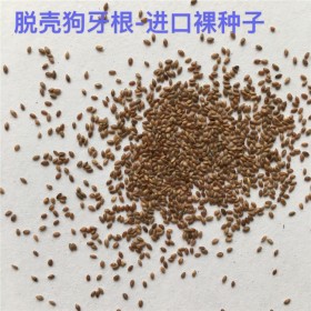 籽播草種 狗牙根種子 狗芽根 草籽批發(fā)報(bào)價(jià)