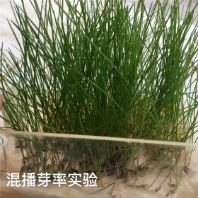 混播草籽 混播草坪種子 免修剪綠化草籽 工程護(hù)坡草籽批發(fā) 量大優(yōu)惠