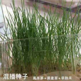 混播草籽 混播草坪種子 草坪種子 混播四季青草籽 四季種 護坡草籽