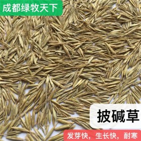 成都牧草批發(fā) 護坡高海拔垂穗披堿草種子 耐寒多年生牧草種子