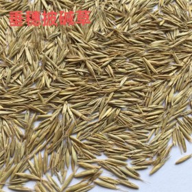 四川綠化披堿草種子 馬牛羊食用牧草種植草籽 綠牧天下