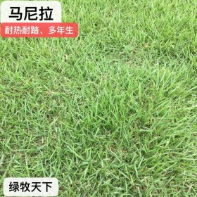 四川廠家直銷混播草皮 臺灣二號 馬尼拉 草皮種子 專業(yè)綠化草籽批發(fā)