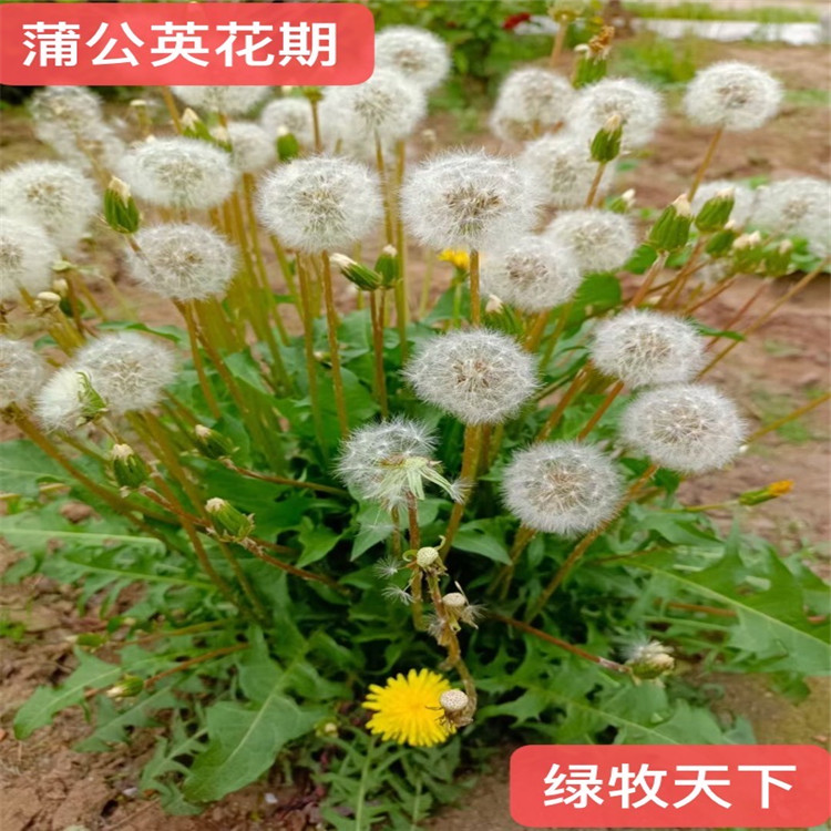 四川蒲公英種子批發(fā) 牧草草種倉庫現(xiàn)貨出售 成活率高