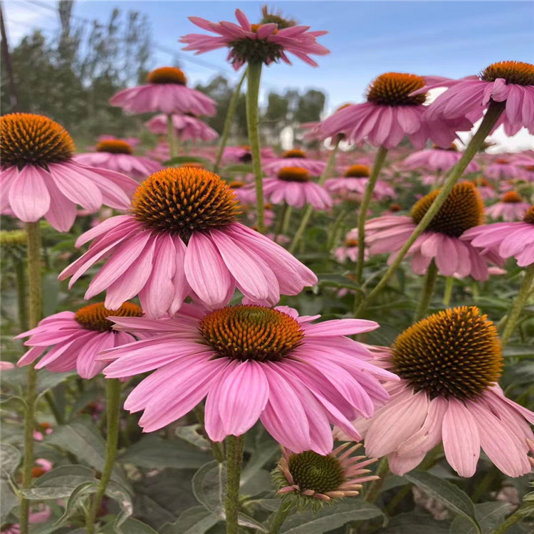 綠化種子 道路觀賞綠化松果菊種子出售 倉庫現(xiàn)貨 成活率高