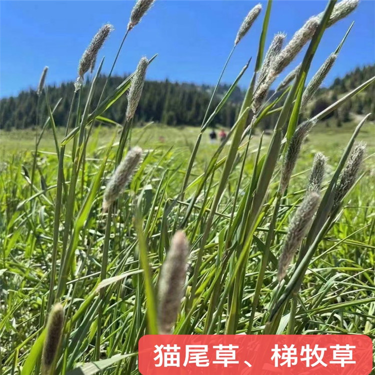 貓尾草種子 草籽批發(fā) 綠牧種子批發(fā) 梯牧草種子價格