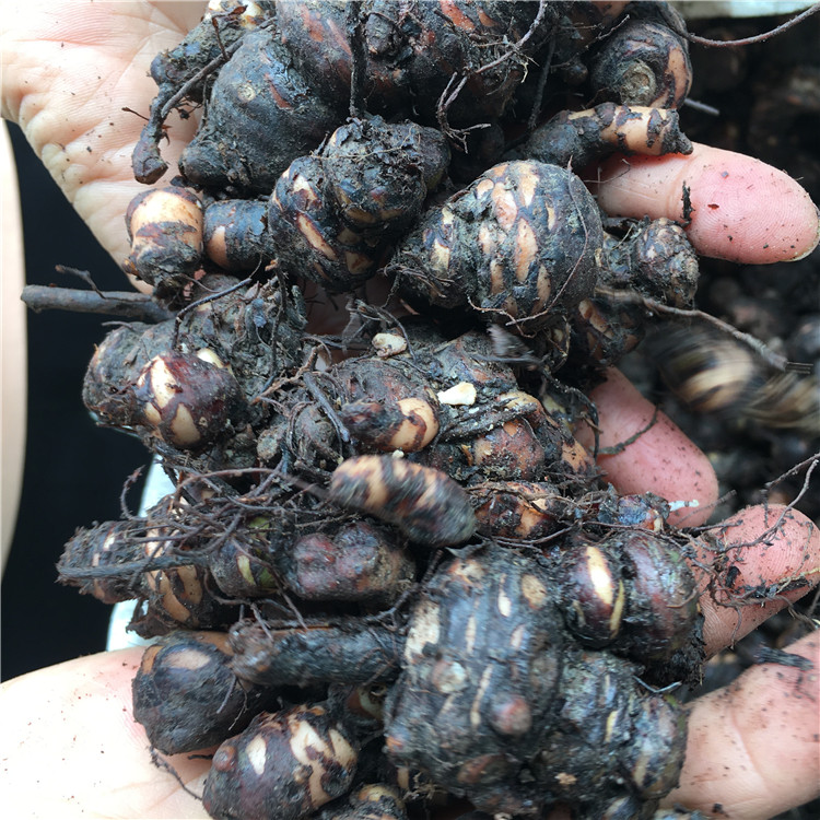 紅花酢漿草種子批發(fā) 營養(yǎng)缽酢漿草 紅花酢漿草籽批發(fā)價(jià)格