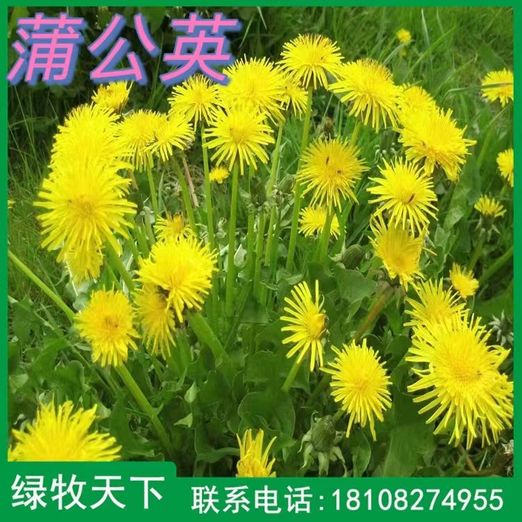綠化種子批發(fā) 蒲公英種子 專業(yè)種子批發(fā)供應(yīng)商 綠牧天下