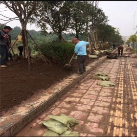 成都營(yíng)養(yǎng)土 有機(jī)營(yíng)養(yǎng)土 工廠直銷(xiāo) 現(xiàn)貨供應(yīng) 全國(guó)配送