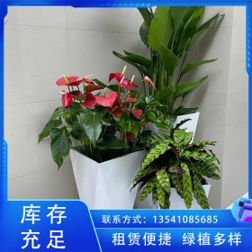 花卉盆栽出租 喜陰植物 綠化裝飾辦公室綠化美陳組景