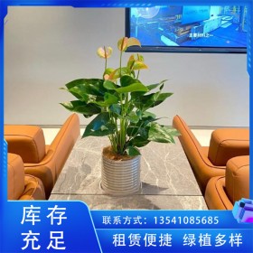辦公室大型綠植租賃 酒店花卉租擺 中小型花卉綠植出租