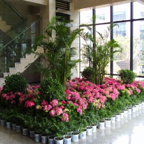 室內(nèi)花卉擺組景植物租賃  質量保證 廠家直供