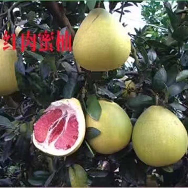 盛照紅心柚子苗圃 柑橘苗基地直發(fā) 掛果率高 提供建園指導(dǎo)