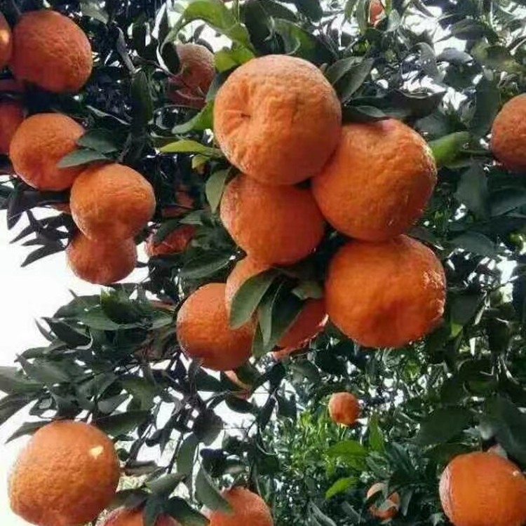 盛照椪柑苗柑橘苗基地直發(fā) 掛果率高 提供建園指導(dǎo)