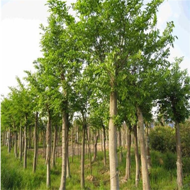 樸樹樹苗 工程綠化占地苗木 道路風景樹 樸樹移栽苗