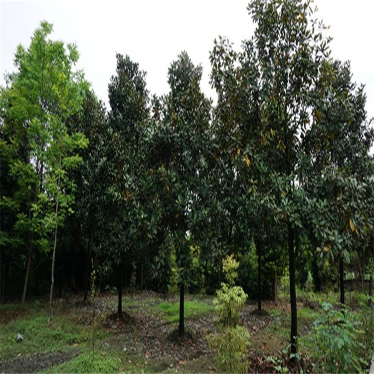 四川成都廣玉蘭供應基地 現(xiàn)挖現(xiàn)賣 基地直銷