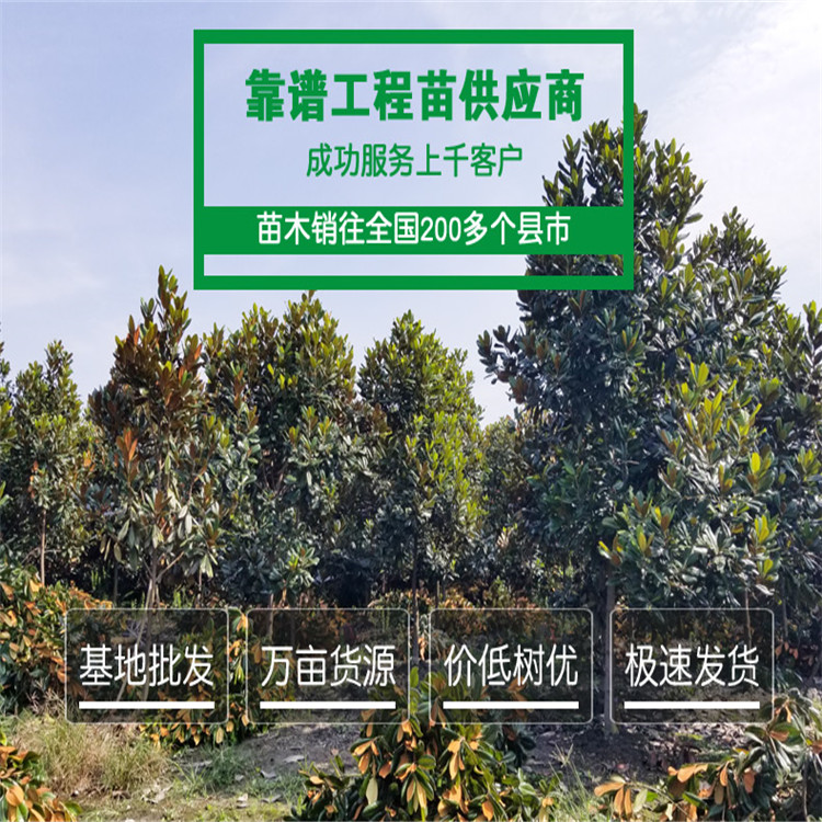 四川成都廣玉蘭供應基地 現(xiàn)挖現(xiàn)賣 常年供應大量種植廣玉蘭