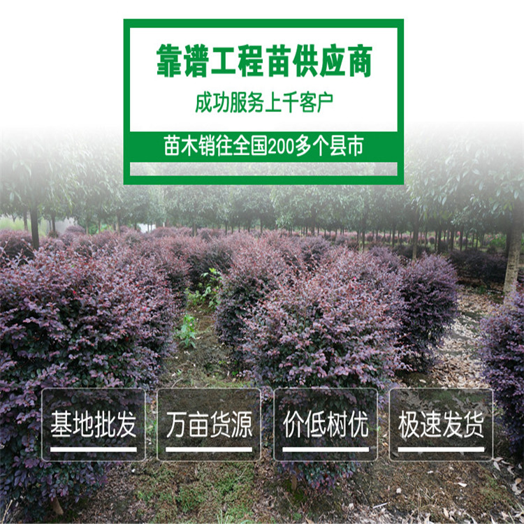 紅花繼木球 規(guī)格齊全 紅花繼木球價格 苗圃貨源