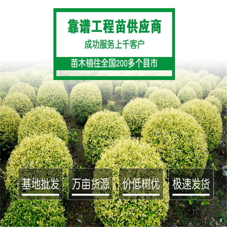 金禾女貞球廠家直銷 現(xiàn)貨供應 品質(zhì)保障