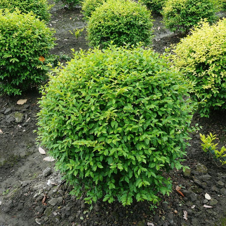 新品金禾女貞球 冬季不落葉 基地 適應(yīng)性強(qiáng) 庭院造景綠籬 園林綠化工程