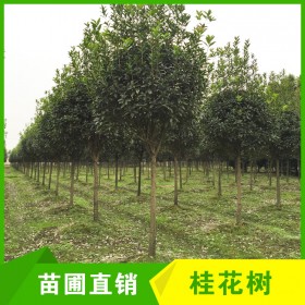 成都高分枝桂花樹批發(fā) 5-6-7cm桂花樹