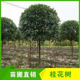 成都高分枝桂花樹批發(fā) 8-9cm桂花樹