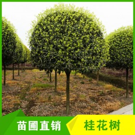 成都高分枝桂花樹批發(fā) 10-11cm桂花樹 工程喬木樹苗 現(xiàn)挖現(xiàn)賣