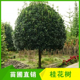 成都高分枝桂花樹批發(fā) 15-16-18-20cm桂花樹 常綠工程綠化喬木