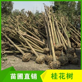 成都占地桂花樹批發(fā)騰地處理桂花樹 綠綠化苗木桂花樹 觀賞性