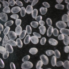 工業(yè)級(jí)元明粉 無水硫酸鈉粉末 云嶺化工批量出售