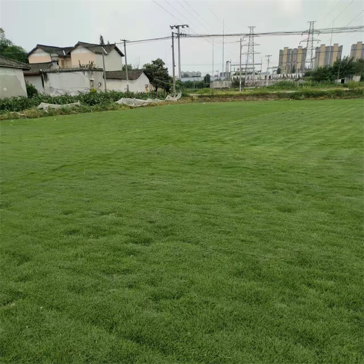 臺灣草卷供應(yīng) 草皮種植基地直發(fā) 操場運動場用 易栽培