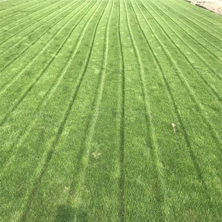 悠時光 臺灣二號草坪  提供安全活動場地   恢復土壤活力