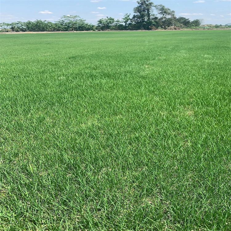 悠時光 混播草坪   減輕噪音污染 促進生物多樣性