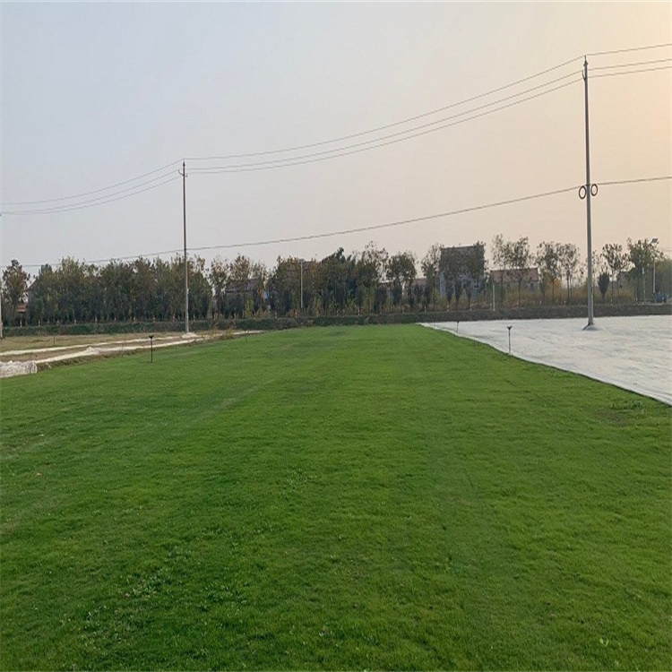 矮生百慕大草坪  提供休閑與社交空間  美化環(huán)境