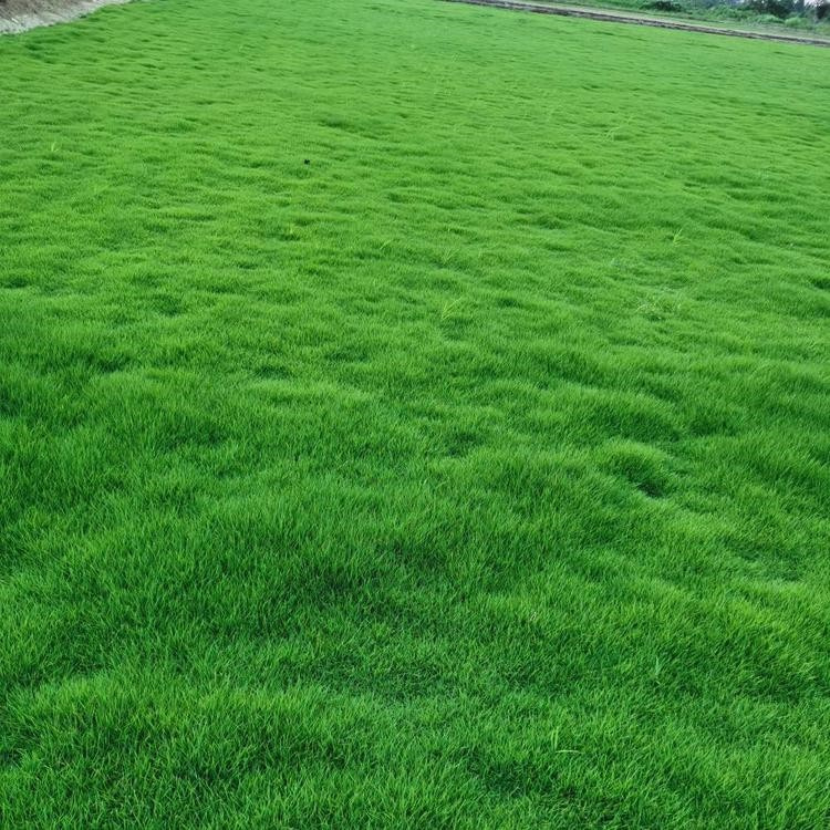 馬尼拉草坪   提供安全活動場地 教育與娛樂功能