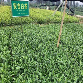 安吉白茶苗 川農(nóng)黃芽 早茶苗