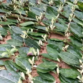 奶白茶苗 茶苗基地直發(fā) 品綠茶苗特早茶苗