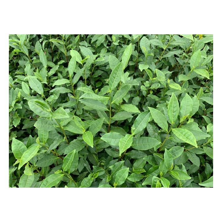 郴州福鼎大白茶苗 廠家供應