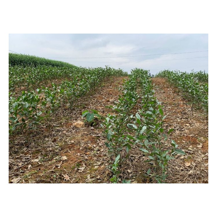 十堰福鼎大白茶苗 廠家供應(yīng)