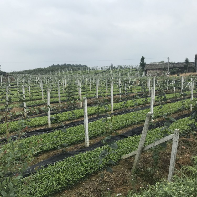 名選131茶苗 廠家價格優(yōu)惠 五年生茶樹苗  優(yōu)質(zhì)茶樹苗批發(fā)價