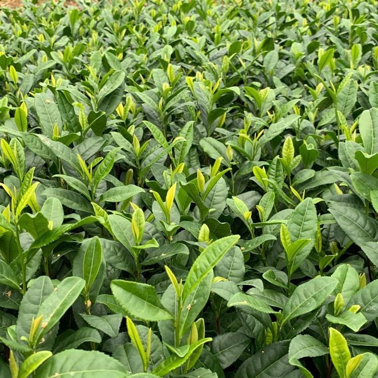 中茶108茶苗 生產(chǎn)基地 紫鵑茶苗  廠家直銷