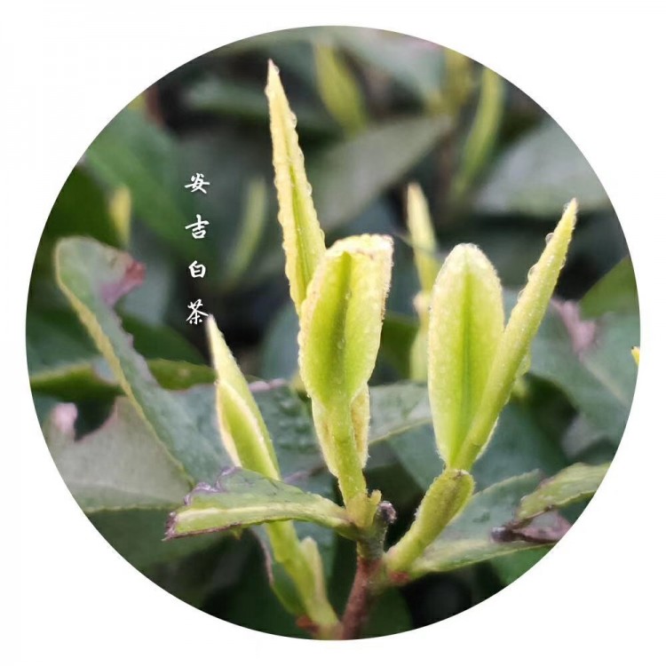 蒙山9號(hào)茶苗 種植基地品種齊全 五年生茶樹苗  種植基地品種齊全