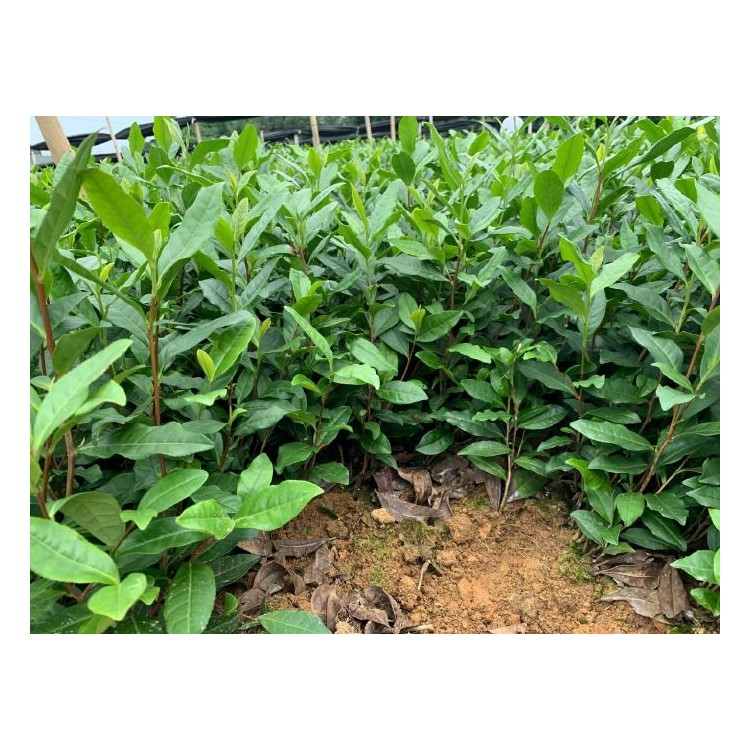 中茶108茶苗 價格 老鷹茶苗  廠家直銷