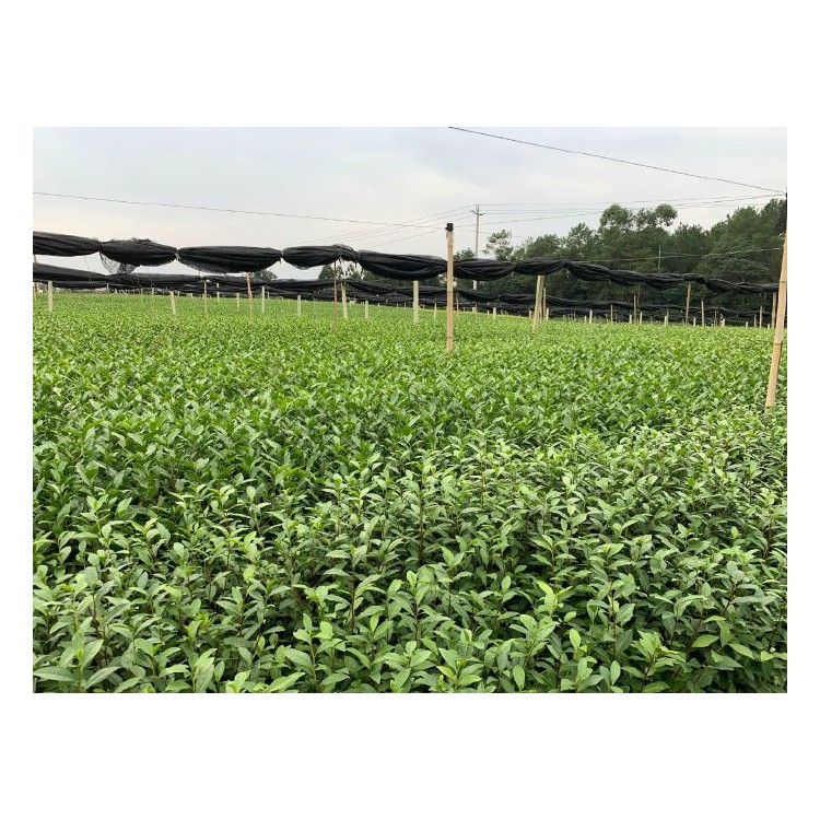 梅占茶苗 批發(fā)價(jià)格優(yōu)惠 梅占茶苗  優(yōu)質(zhì)茶樹苗批發(fā)價(jià)