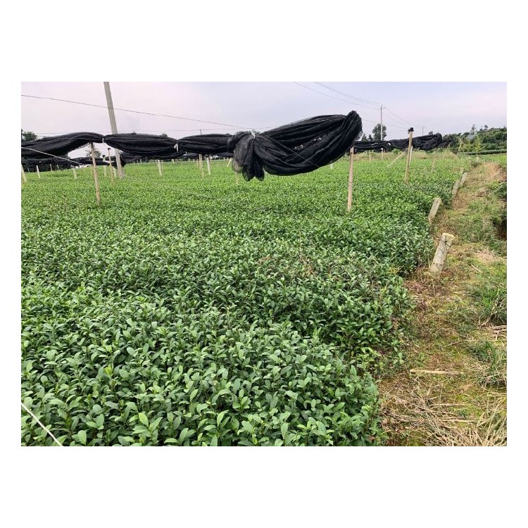 龍井43茶苗 廠家直銷 福鼎大白茶苗  廠家直銷