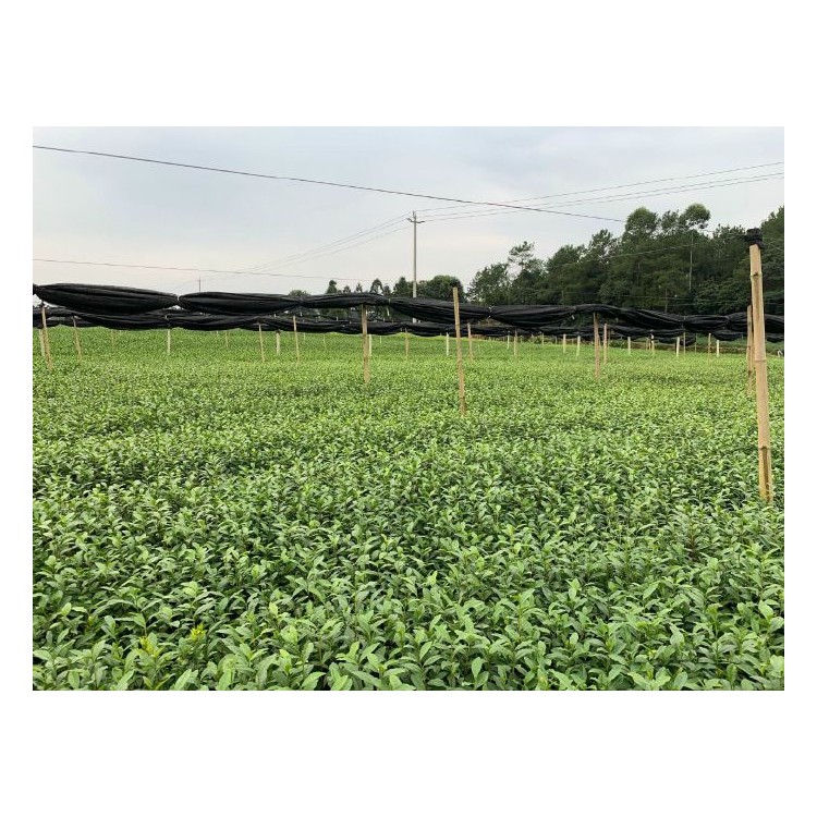 龍井43茶苗 廠家直銷 福鼎大白茶苗  廠家直銷