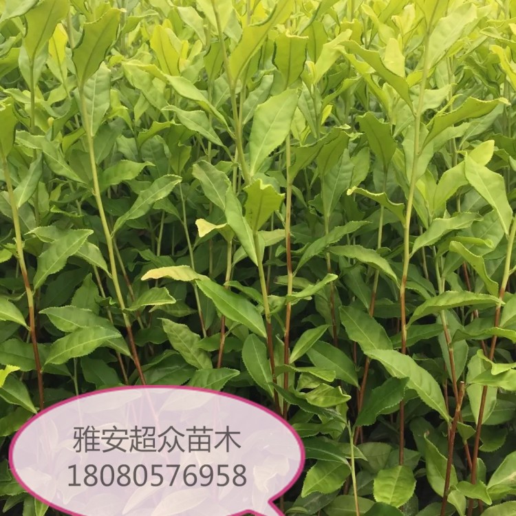 福選9號茶苗 生產(chǎn)基地 中茶108茶苗  優(yōu)質(zhì)茶葉樹苗批發(fā)
