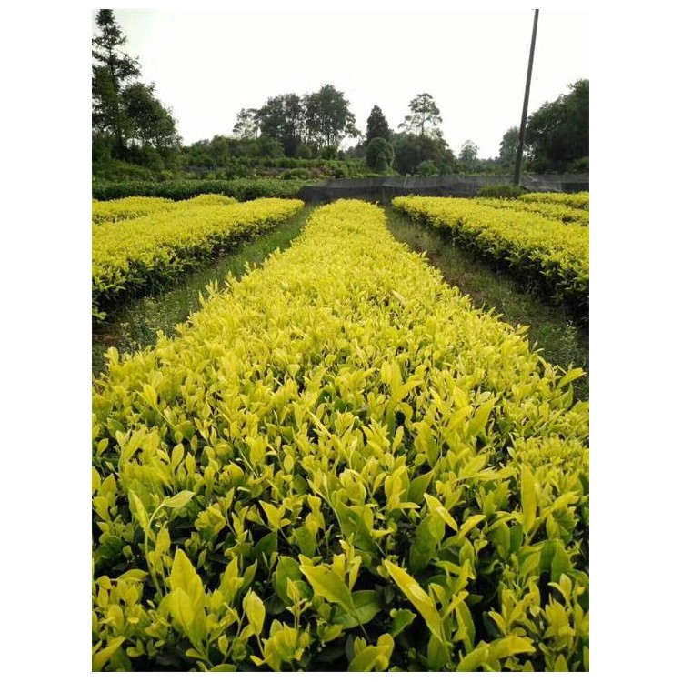 龍井43茶苗 批發(fā)電話(huà) 名選131茶苗  廠家直銷(xiāo)