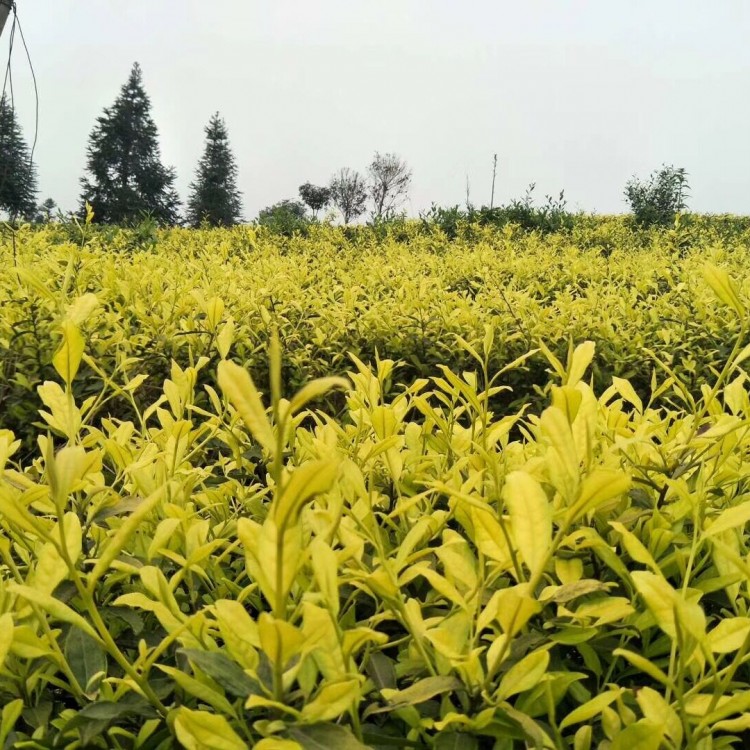 福選9號茶苗 廠家供應 五年生茶樹苗  批發(fā)價格