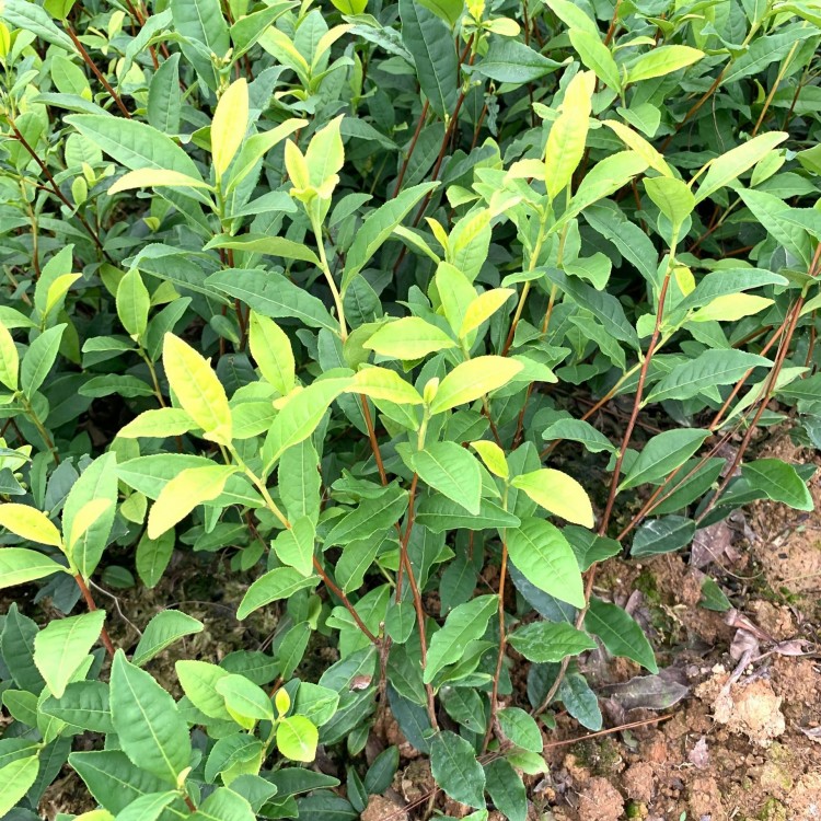 梅占茶苗 批發(fā)電話 五年生茶樹苗  價格