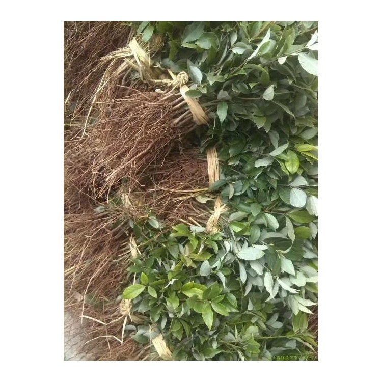 福選9號茶苗 廠家供應 福鼎大白茶苗  生產(chǎn)基地